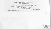 Phragmidium ivesiae image